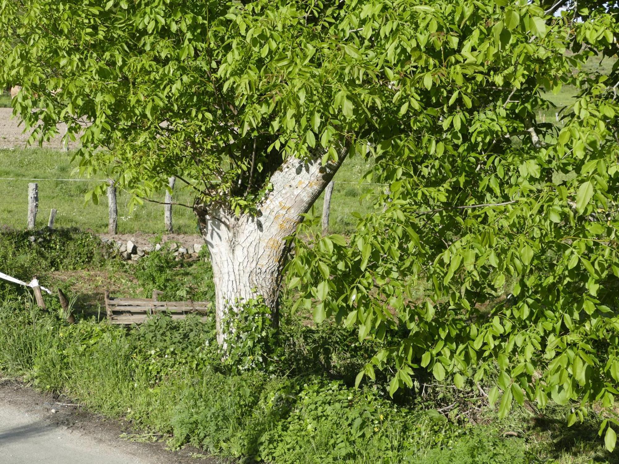 Pension O Corazon Da Ribeira Sacra La Teijeira Eksteriør billede